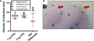 Ferrets as a model for tuberculosis transmission